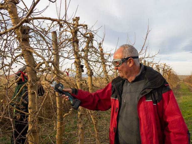 Secateur Electrique Professionnel